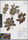 Foto von Salix cinerea L.